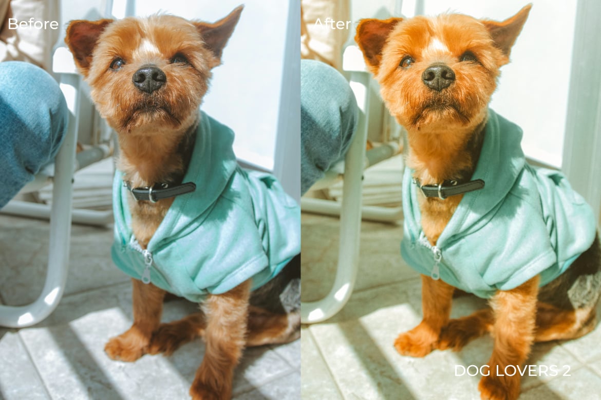 爱狗人士摄影照片后期调色Lightroom预设 Dog Lovers Lightroom Presets Desktop and Mobile插图5 爱狗人士摄影照片后期调色Lightroom预设 Dog Lovers Lightroom Presets Desktop and Mobile