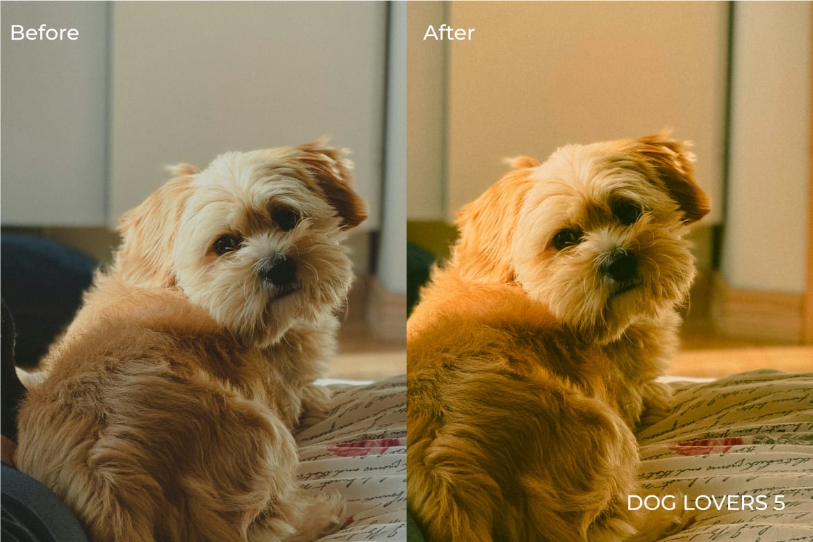 爱狗人士摄影照片后期调色Lightroom预设 Dog Lovers Lightroom Presets Desktop and Mobile插图4 爱狗人士摄影照片后期调色Lightroom预设 Dog Lovers Lightroom Presets Desktop and Mobile