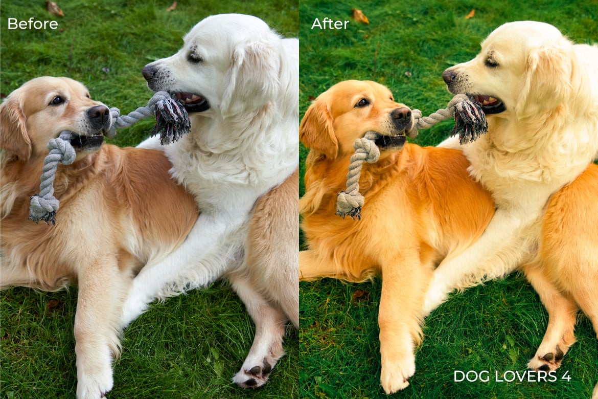 爱狗人士摄影照片后期调色Lightroom预设 Dog Lovers Lightroom Presets Desktop and Mobile插图3 爱狗人士摄影照片后期调色Lightroom预设 Dog Lovers Lightroom Presets Desktop and Mobile