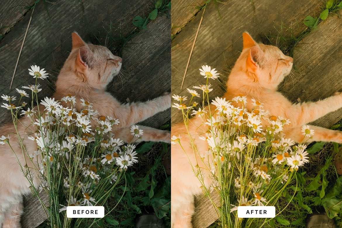 梦幻胶片感照片调色Lightroom预设 Dreamy Film Lightroom Presets插图2 梦幻胶片感照片调色Lightroom预设 Dreamy Film Lightroom Presets
