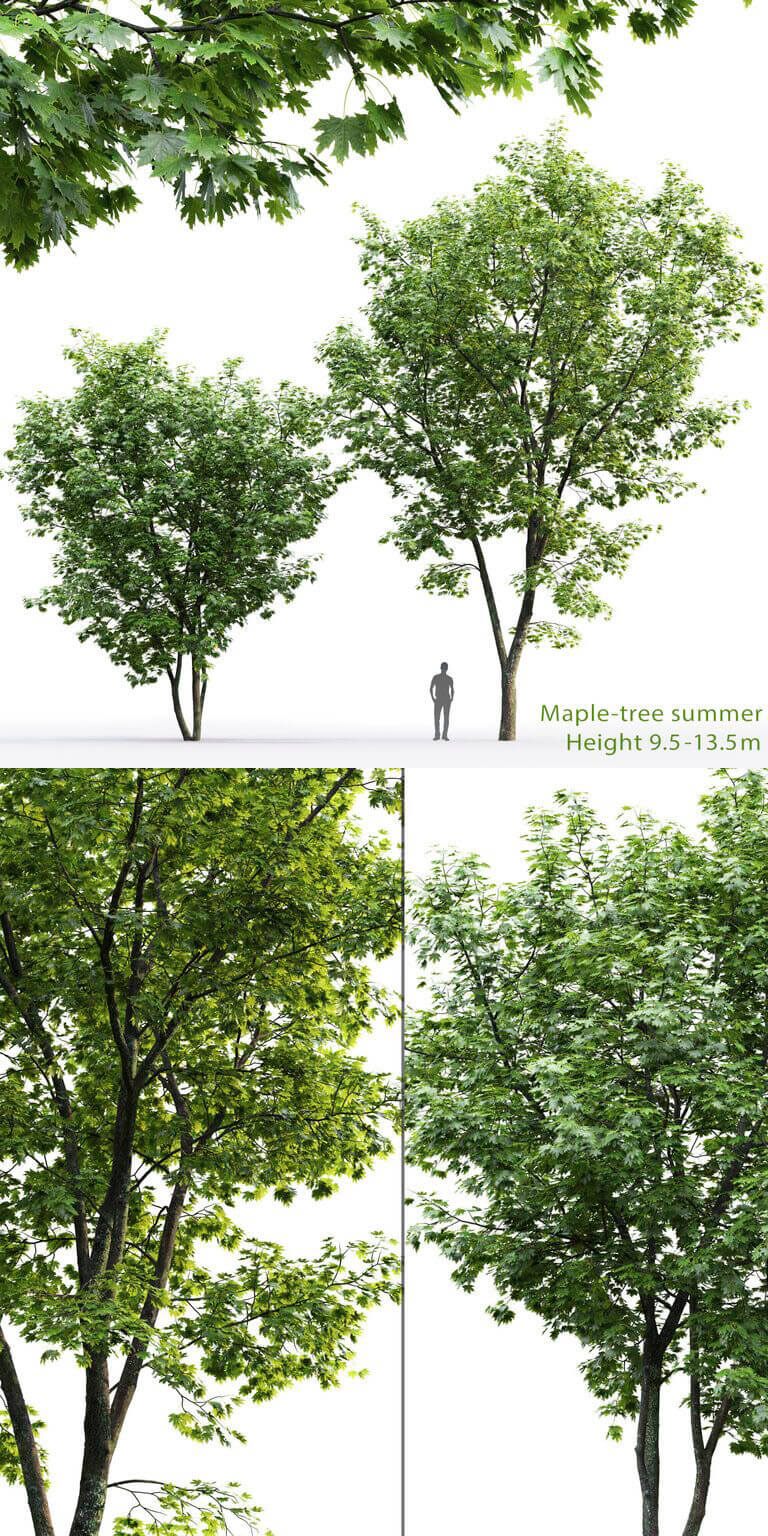 绿色枫树3D模型 3D Model of Acer viridis插图