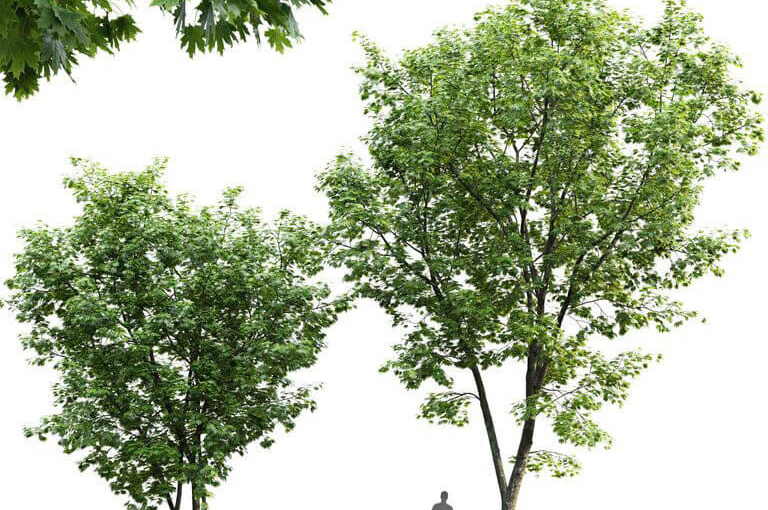 绿色枫树3D模型 3D Model of Acer viridis