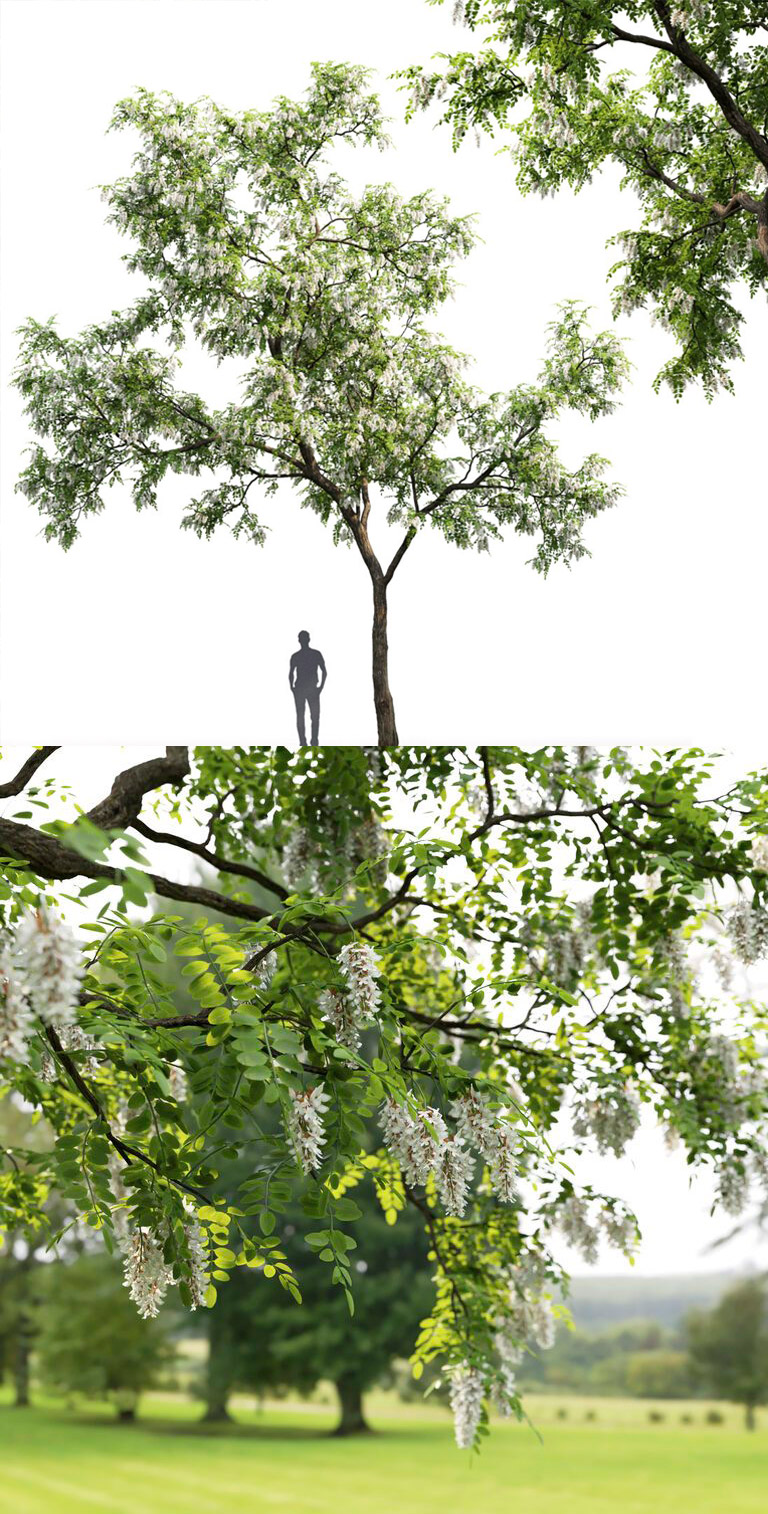 白色花朵的刺槐树3D模型 White-Flowered Black Locust Tree 3D Model插图