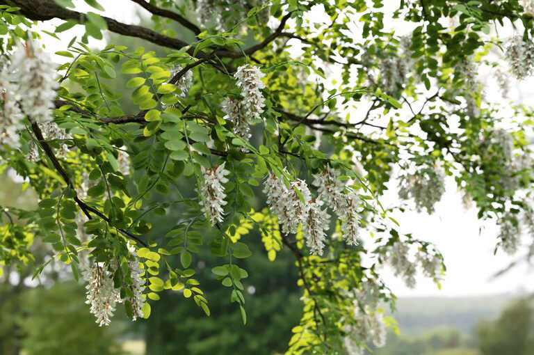 白色花朵的刺槐树3D模型 White-Flowered Black Locust Tree 3D Model