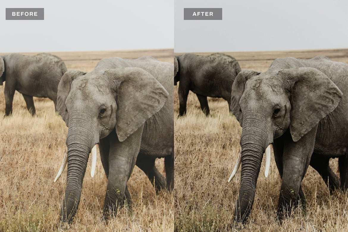 野生动物摄影Lightroom预设 Wildlife Lightroom Presets Desktop and Mobile插图1 野生动物摄影Lightroom预设 Wildlife Lightroom Presets Desktop and Mobile