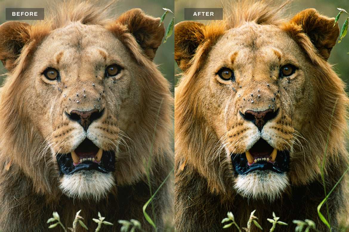 野生动物摄影Lightroom预设 Wildlife Lightroom Presets Desktop and Mobile插图 野生动物摄影Lightroom预设 Wildlife Lightroom Presets Desktop and Mobile