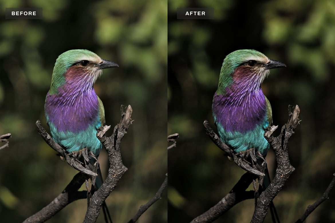 野生动物摄影Lightroom预设 Wildlife Lightroom Presets Desktop and Mobile插图2 野生动物摄影Lightroom预设 Wildlife Lightroom Presets Desktop and Mobile