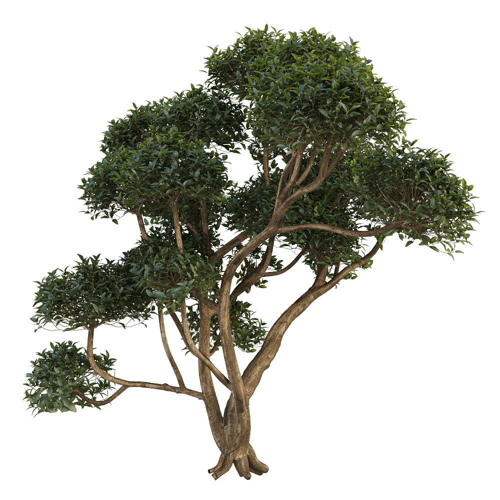 桂花树3D模型 phillyrea-latifolia插图