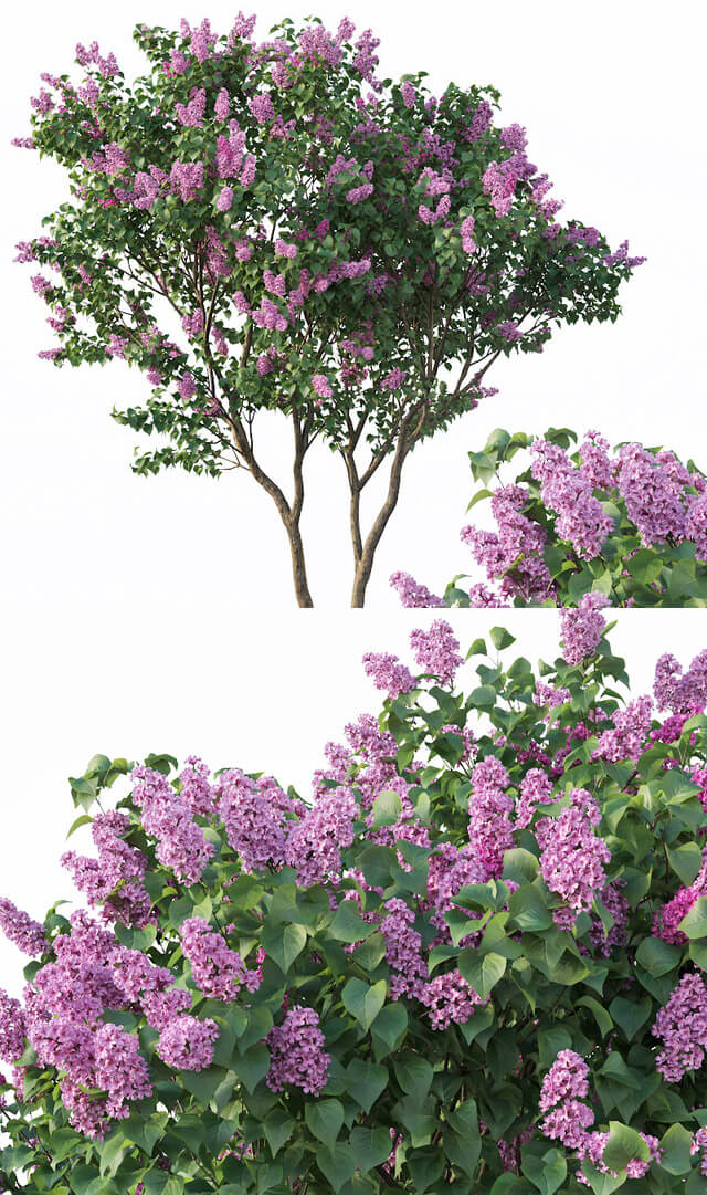 开满紫色花朵的丁香树3D模型 Lilac Syringa Vulgaris 3 Tree插图