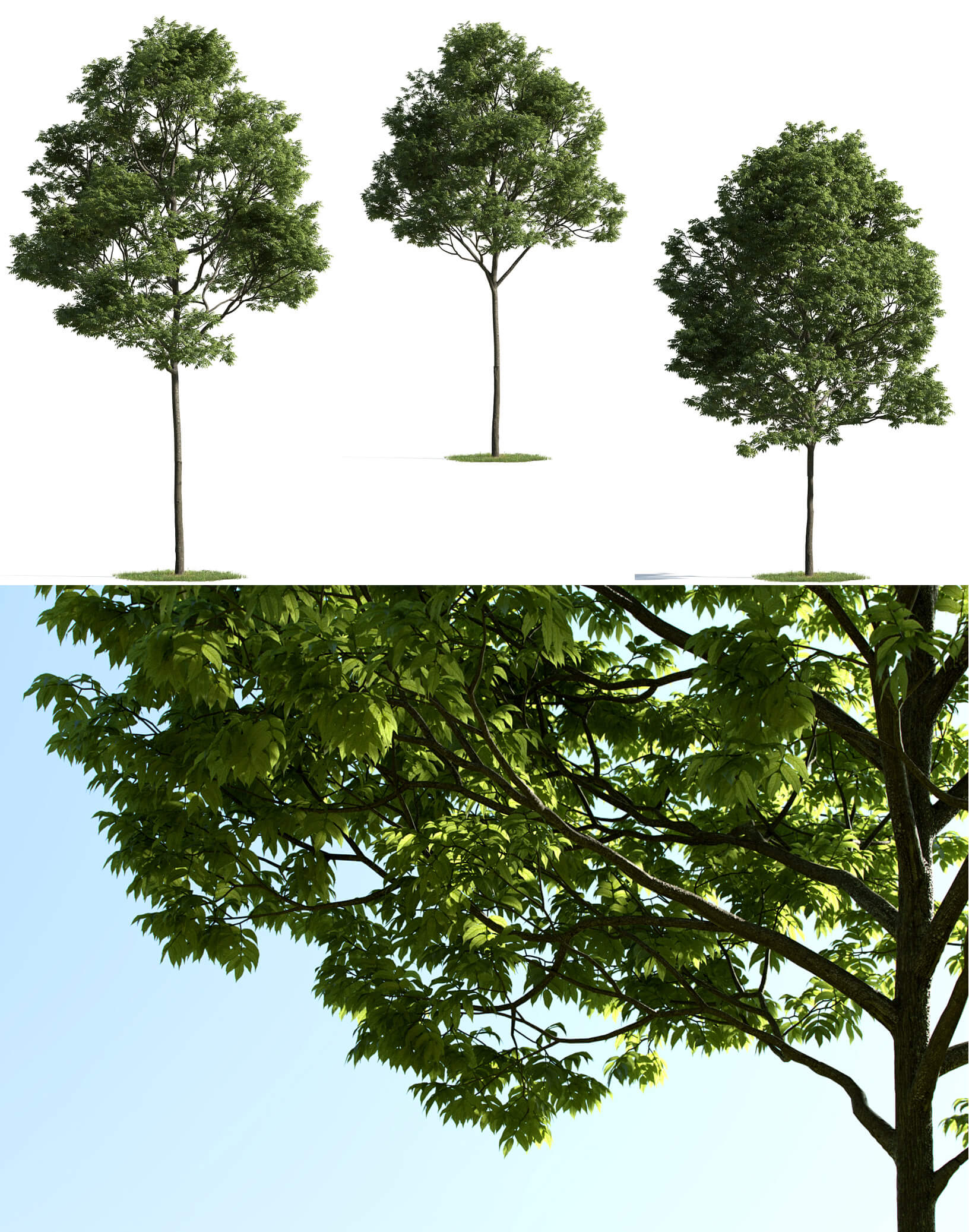 3种不同形态的榉树3D模型 Beech Tree 3D Model – 3 Variations插图