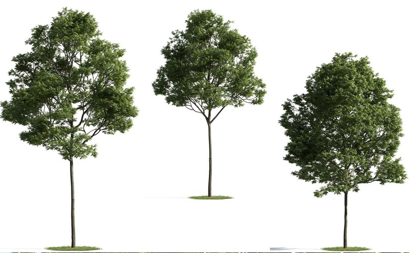 3种不同形态的榉树3D模型 Beech Tree 3D Model – 3 Variations