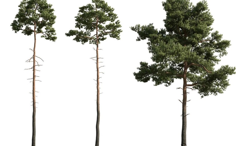 3种不同形态的松树3D模型 Pine Tree 3D Model – 3 Variations