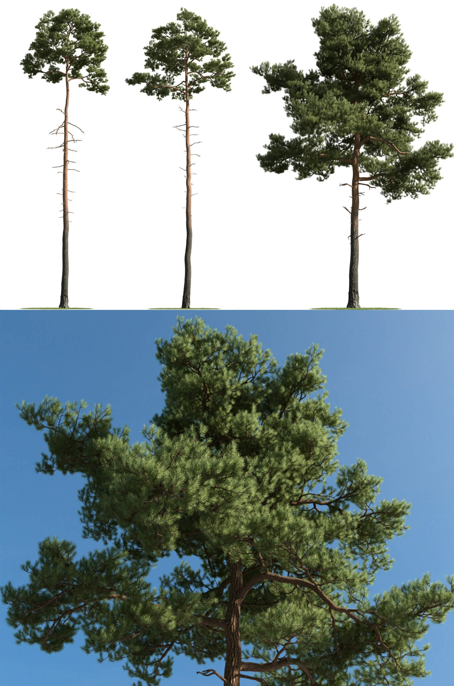 3种不同形态的松树3D模型 Pine Tree 3D Model – 3 Variations插图
