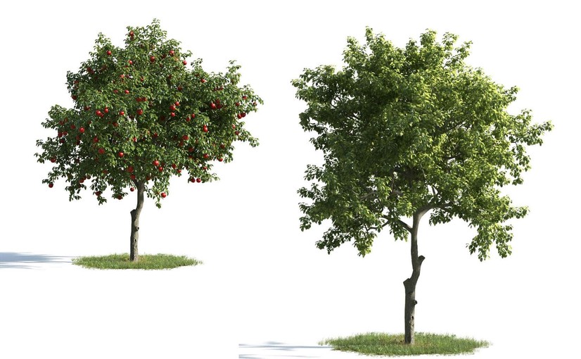 3种不同形态的苹果树3D模型 Apple Tree 3D Model – 3 Variations