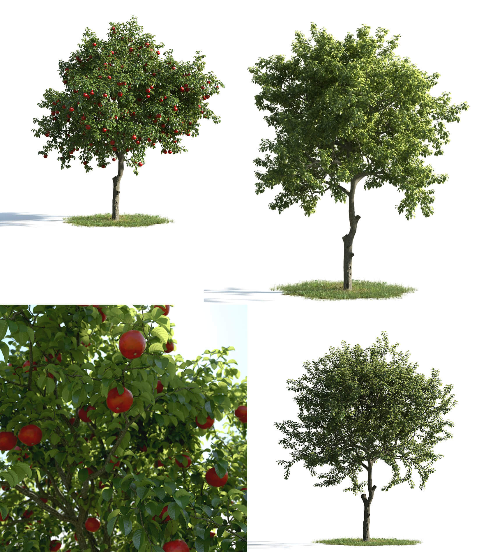 3种不同形态的苹果树3D模型 Apple Tree 3D Model – 3 Variations插图