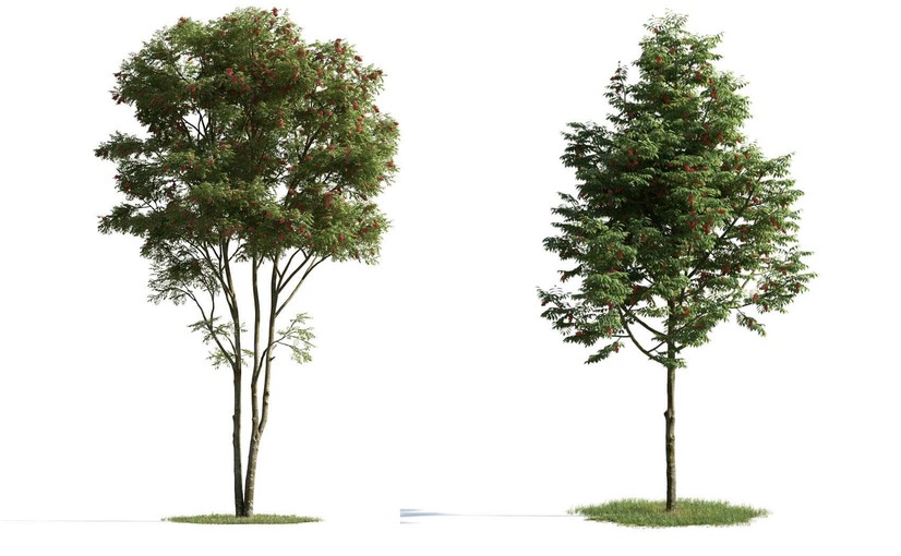 3种形态的红果欧洲花楸树3D模型 Rowan Tree 3D Model – 3 Variations