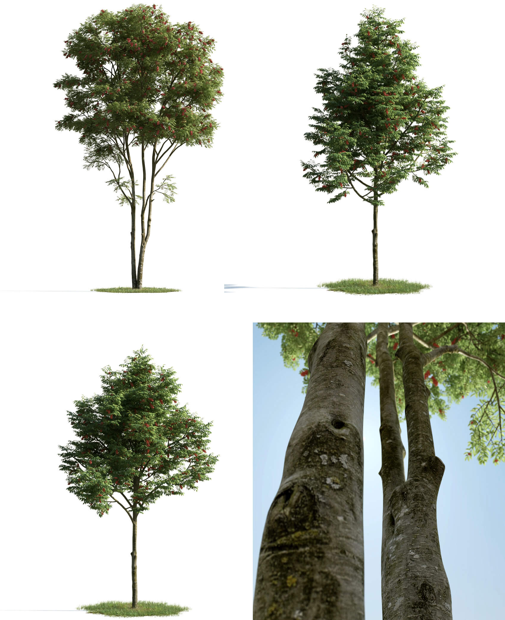 3种形态的红果欧洲花楸树3D模型 Rowan Tree 3D Model – 3 Variations插图