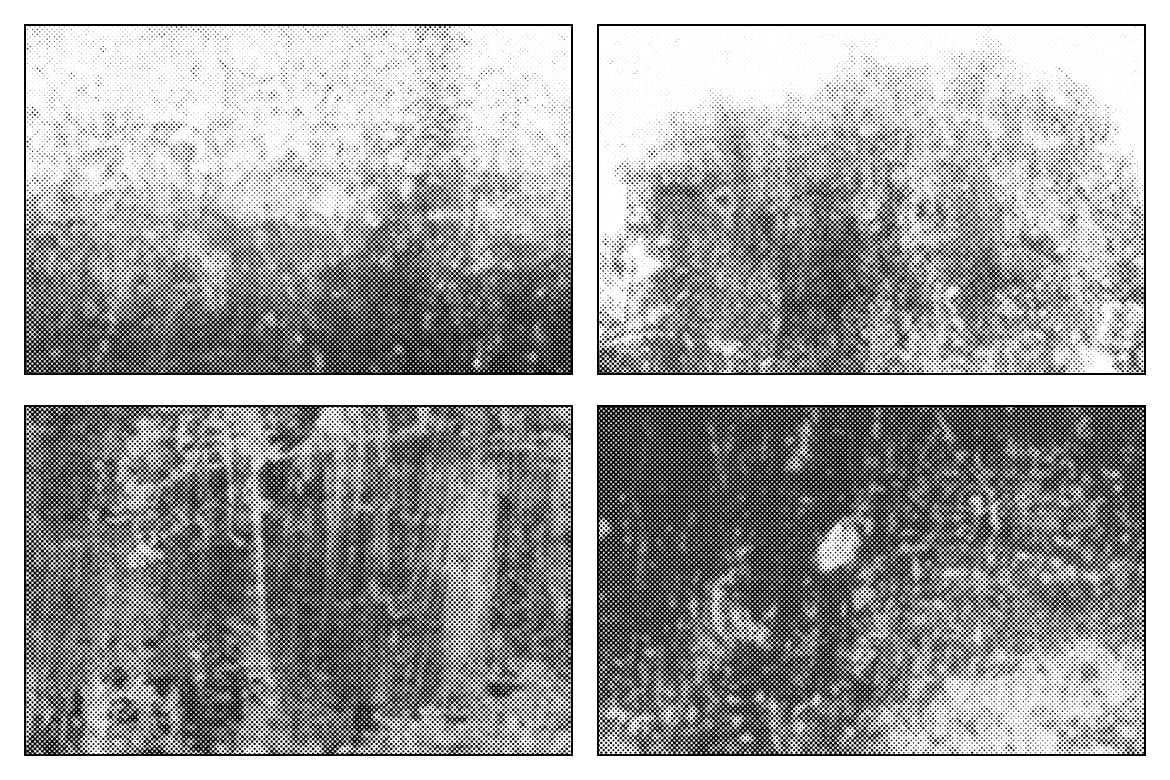 5款单色褪色污渍半色调纹理背景 Monofade Grunge Halftone Background插图1 5款单色褪色污渍半色调纹理背景 Monofade Grunge Halftone Background