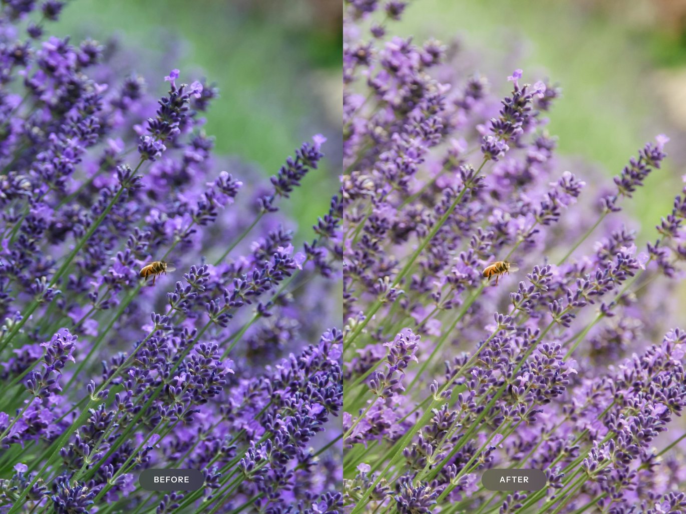薰衣草色调照片处理 Lightroom 预设 Lavender Lightroom Presets插图3 薰衣草色调照片处理 Lightroom 预设 Lavender Lightroom Presets