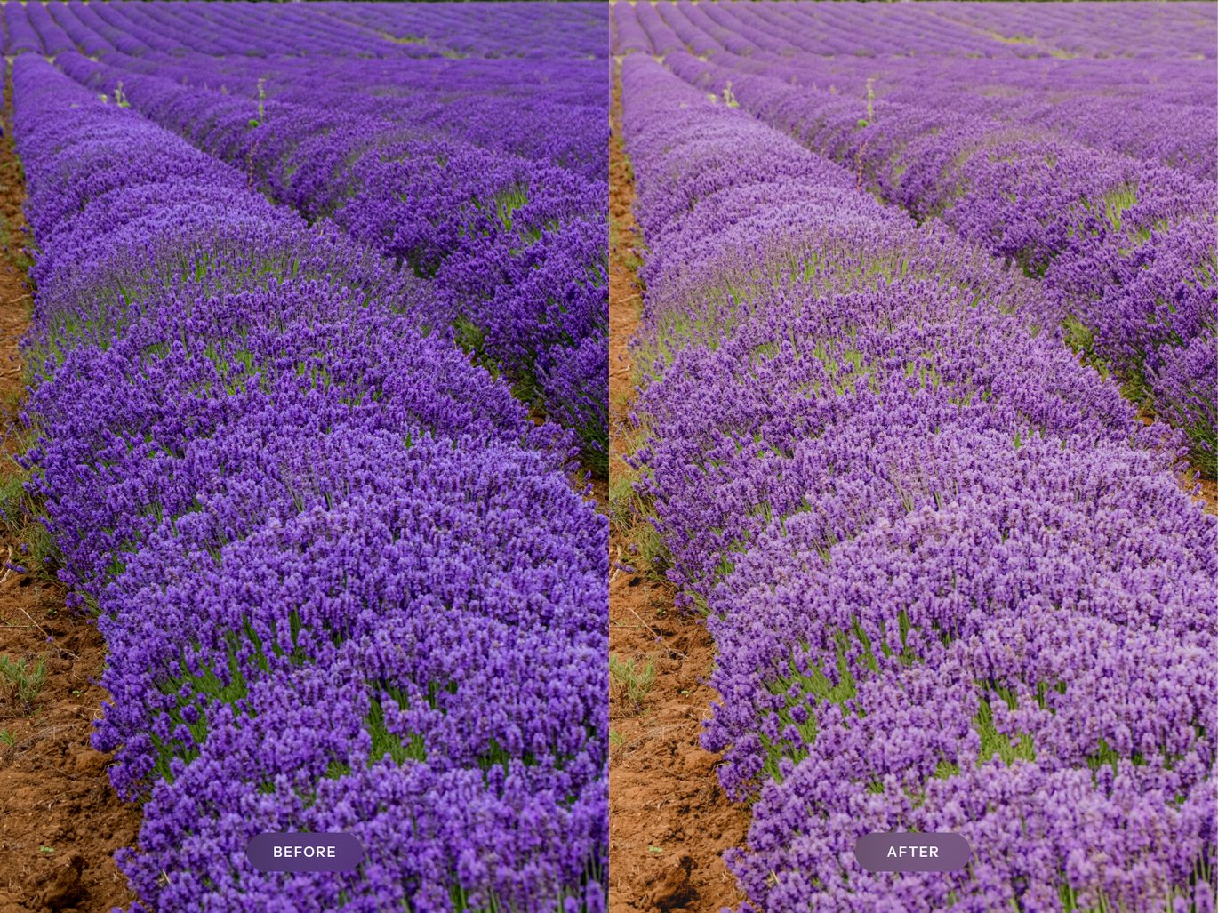 薰衣草色调照片处理 Lightroom 预设 Lavender Lightroom Presets插图2 薰衣草色调照片处理 Lightroom 预设 Lavender Lightroom Presets