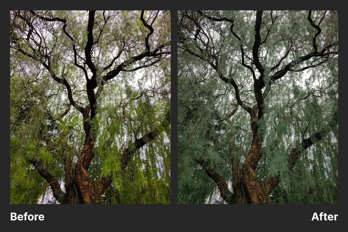 森林哑光质感调色 Lightroom 预设 Forest Matte Lightroom Preset插图1 森林哑光质感调色 Lightroom 预设 Forest Matte Lightroom Preset