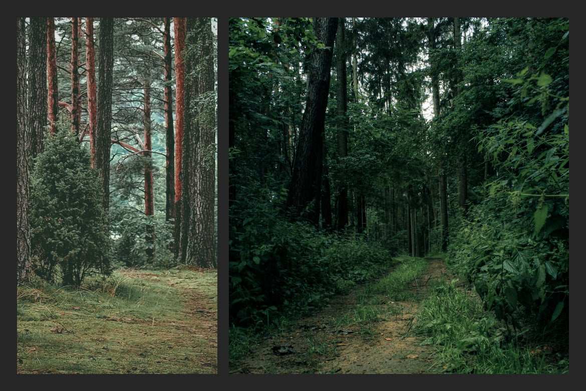 森林哑光质感调色 Lightroom 预设 Forest Matte Lightroom Preset插图2 森林哑光质感调色 Lightroom 预设 Forest Matte Lightroom Preset