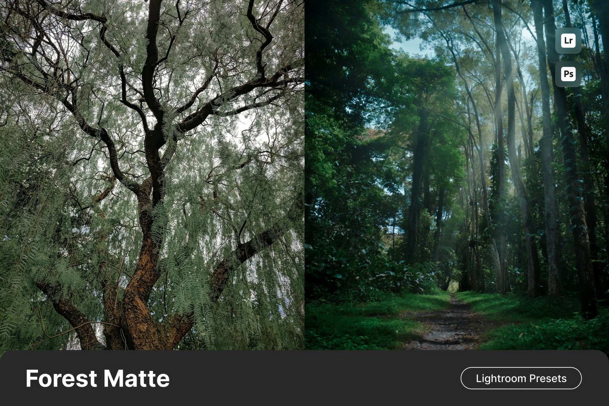 森林哑光质感调色 Lightroom 预设 Forest Matte Lightroom Preset插图 森林哑光质感调色 Lightroom 预设 Forest Matte Lightroom Preset