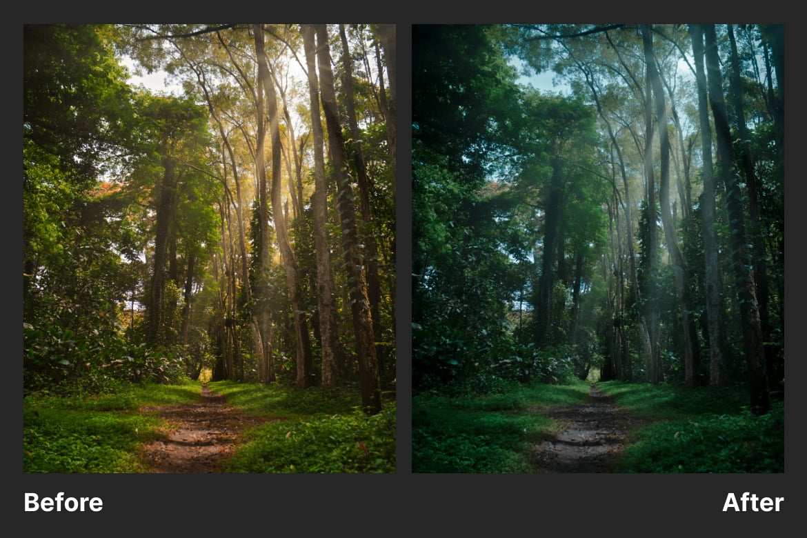 森林哑光质感调色 Lightroom 预设 Forest Matte Lightroom Preset插图3 森林哑光质感调色 Lightroom 预设 Forest Matte Lightroom Preset