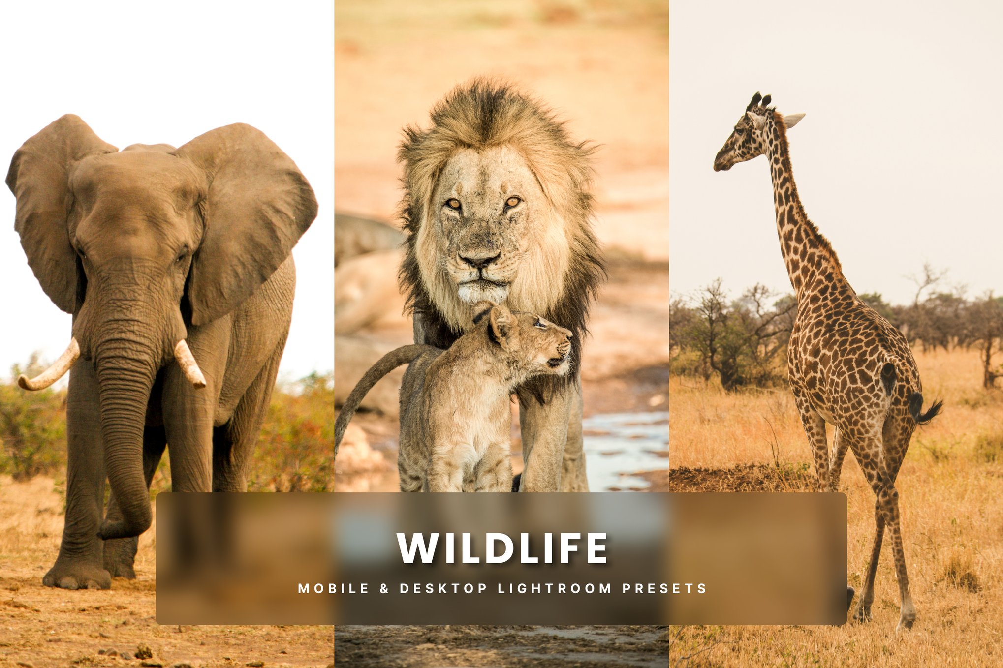野生动物摄影后期 Lightroom 预设 Wildlife Lightroom Presets插图 野生动物摄影后期 Lightroom 预设 Wildlife Lightroom Presets