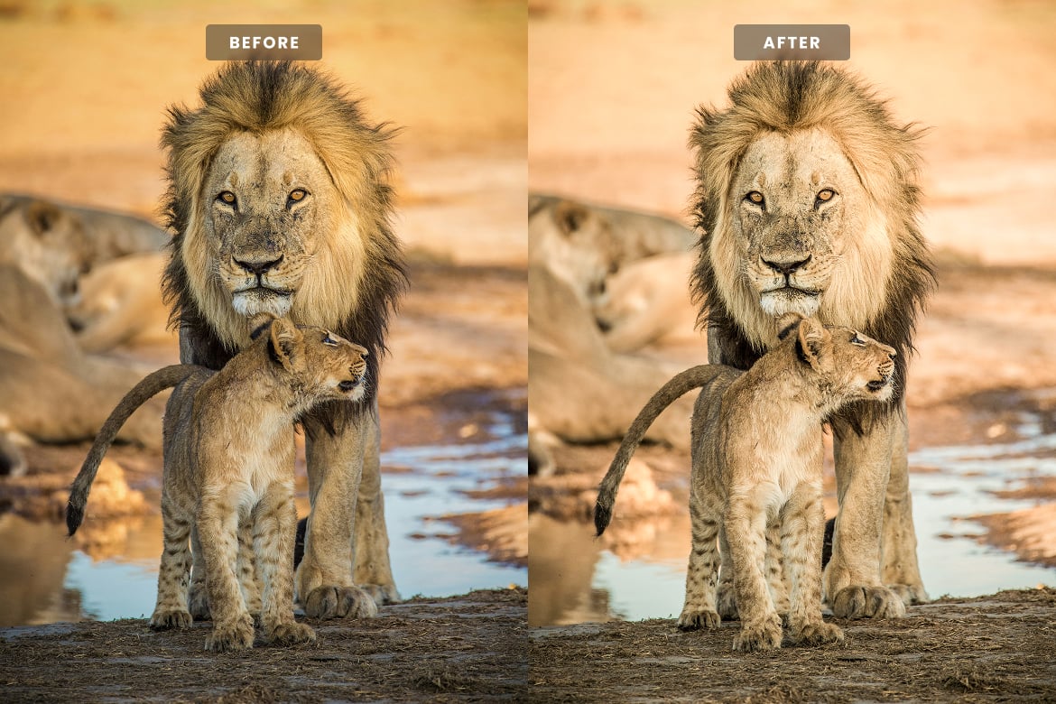 野生动物摄影后期 Lightroom 预设 Wildlife Lightroom Presets插图1 野生动物摄影后期 Lightroom 预设 Wildlife Lightroom Presets