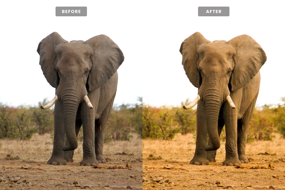 野生动物摄影后期 Lightroom 预设 Wildlife Lightroom Presets插图2 野生动物摄影后期 Lightroom 预设 Wildlife Lightroom Presets