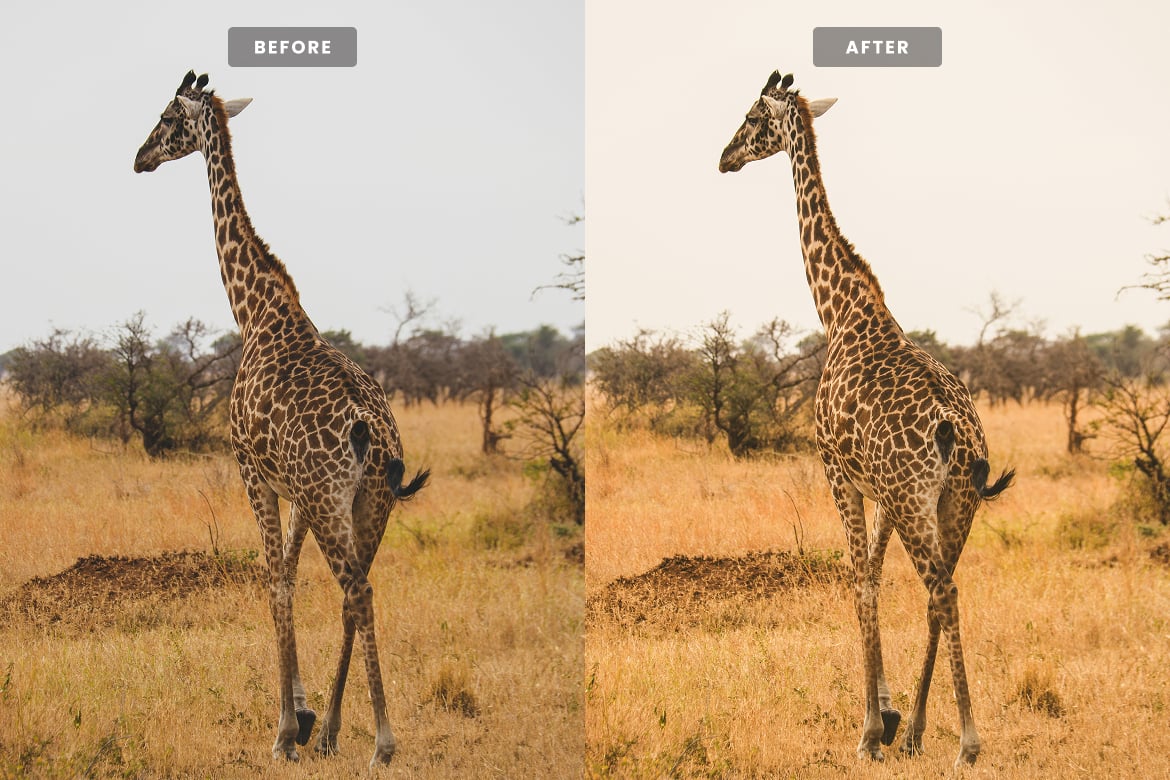 野生动物摄影后期 Lightroom 预设 Wildlife Lightroom Presets插图3 野生动物摄影后期 Lightroom 预设 Wildlife Lightroom Presets