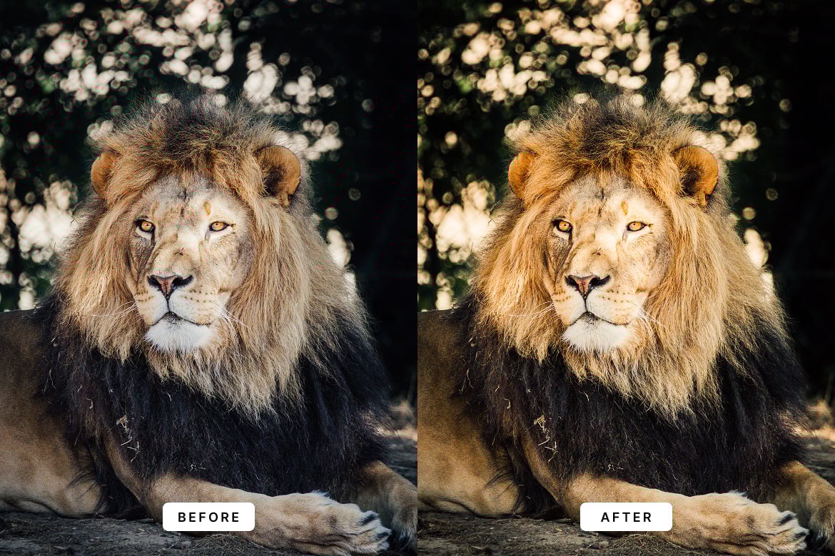 野生动物效果处理 Lightroom 预设 Wildlife Lightroom Presets插图2 野生动物效果处理 Lightroom 预设 Wildlife Lightroom Presets