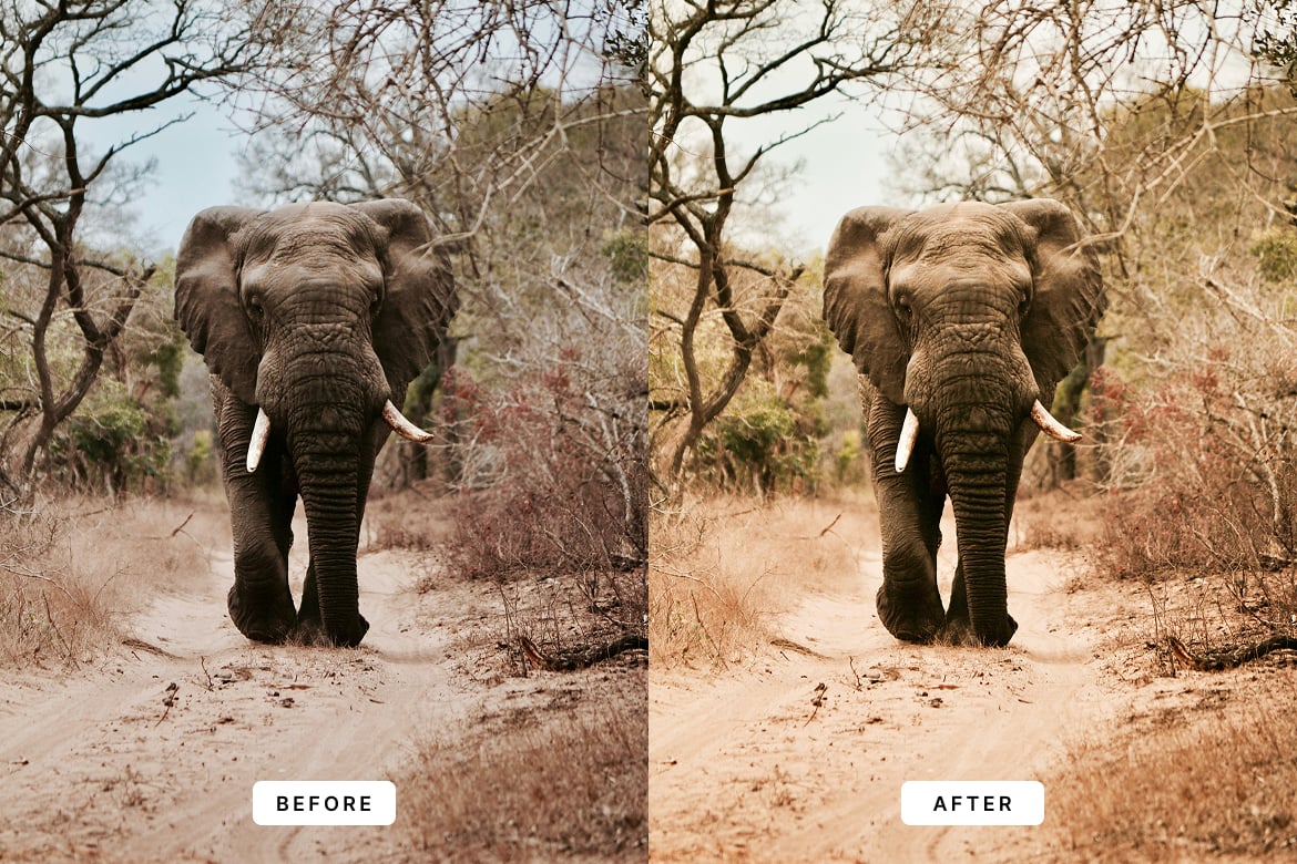 野生动物效果处理 Lightroom 预设 Wildlife Lightroom Presets插图1 野生动物效果处理 Lightroom 预设 Wildlife Lightroom Presets