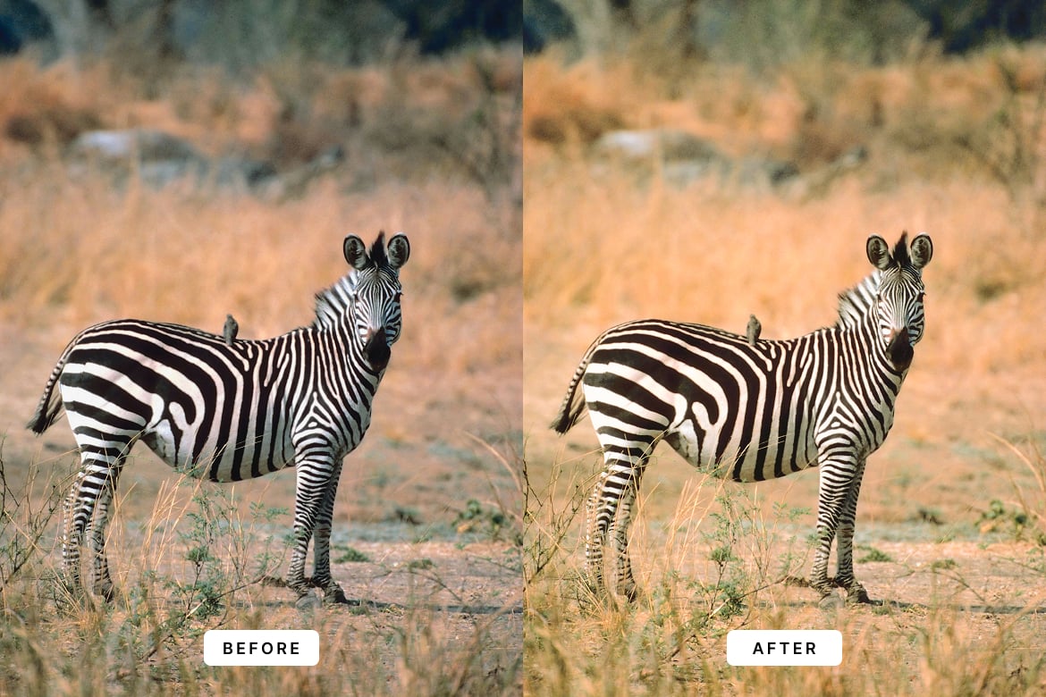 野生动物效果处理 Lightroom 预设 Wildlife Lightroom Presets插图4 野生动物效果处理 Lightroom 预设 Wildlife Lightroom Presets