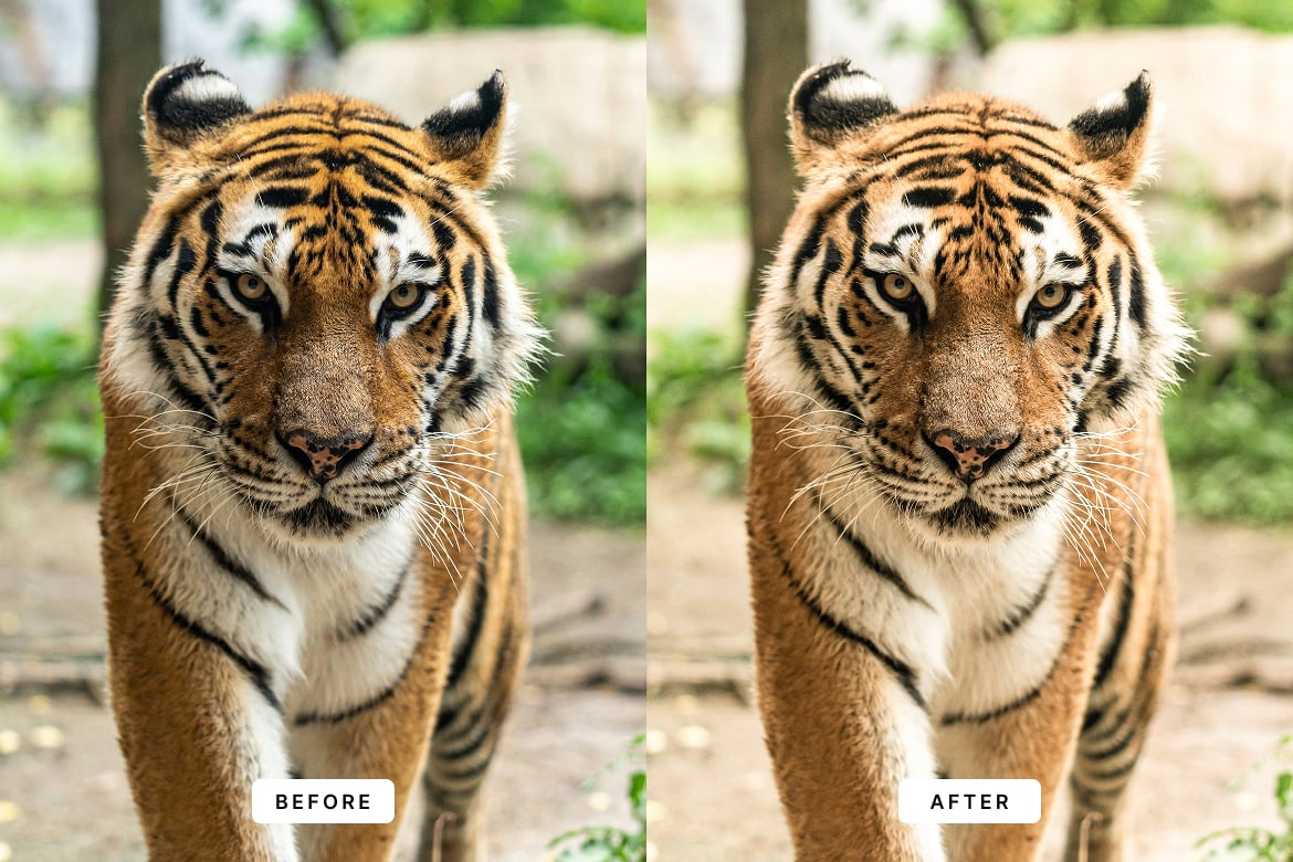 野生动物效果处理 Lightroom 预设 Wildlife Lightroom Presets插图3 野生动物效果处理 Lightroom 预设 Wildlife Lightroom Presets
