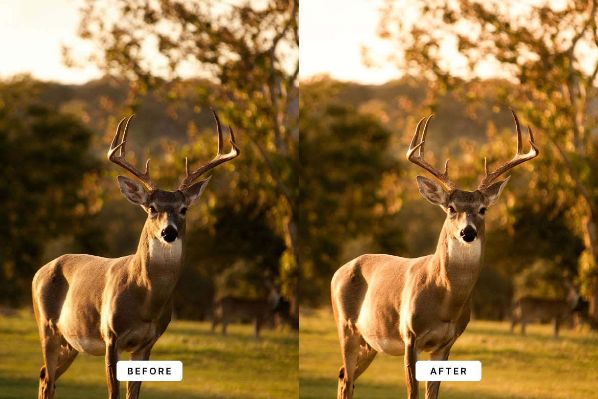 野生动物效果处理 Lightroom 预设 Wildlife Lightroom Presets插图5 野生动物效果处理 Lightroom 预设 Wildlife Lightroom Presets