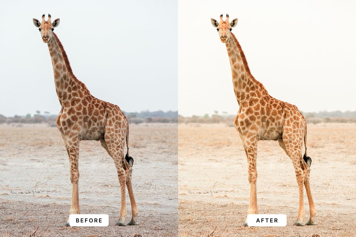 野生动物效果处理 Lightroom 预设 Wildlife Lightroom Presets插图6 野生动物效果处理 Lightroom 预设 Wildlife Lightroom Presets