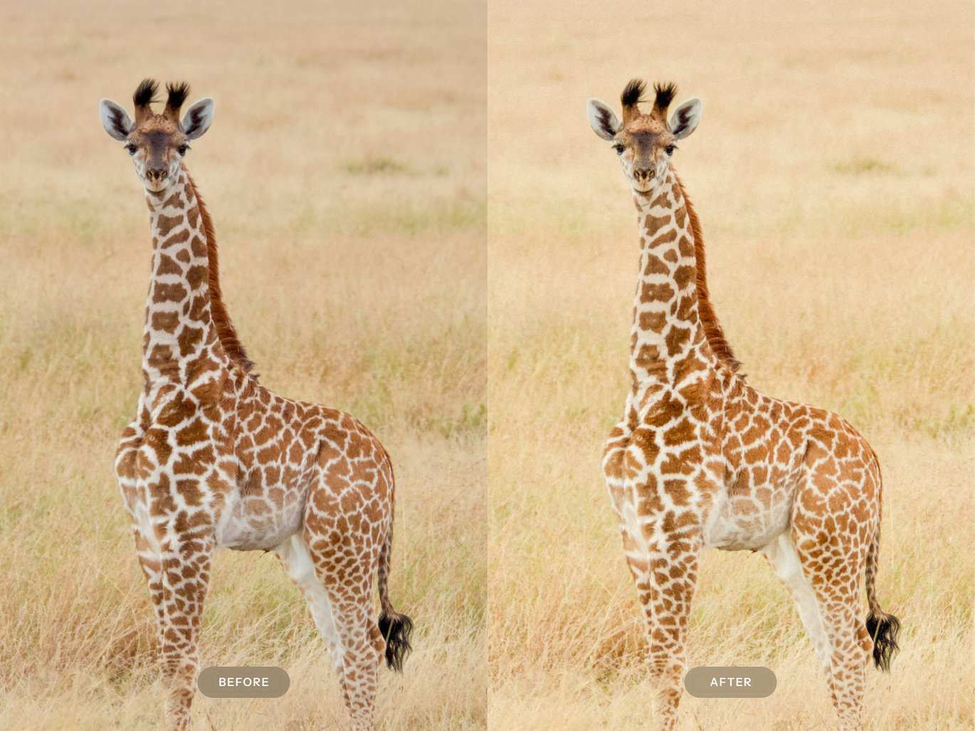 动物摄影效果处理 Lightroom 预设 Wildlife Lightroom Presets插图1 动物摄影效果处理 Lightroom 预设 Wildlife Lightroom Presets