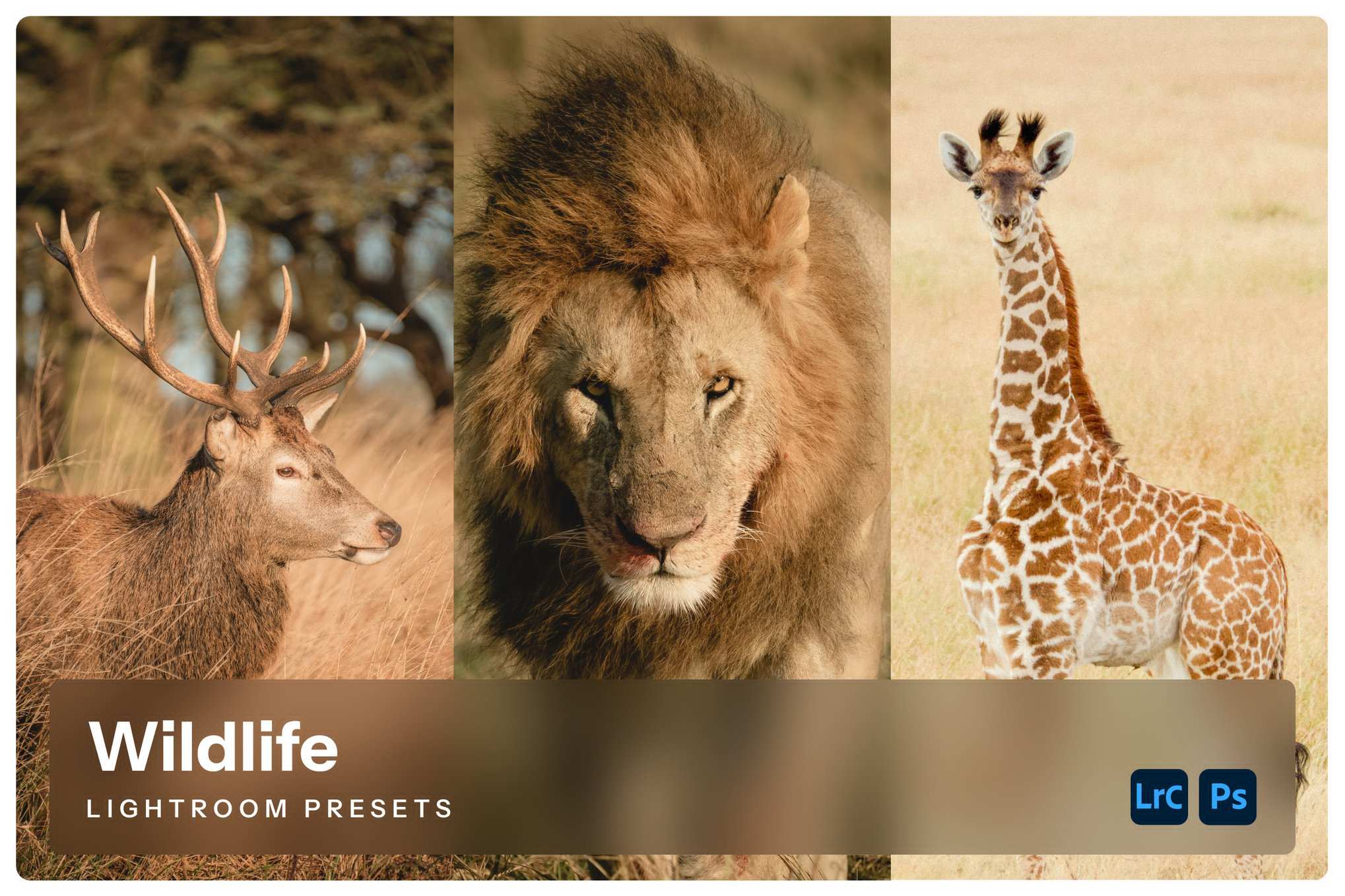 动物摄影效果处理 Lightroom 预设 Wildlife Lightroom Presets插图 动物摄影效果处理 Lightroom 预设 Wildlife Lightroom Presets
