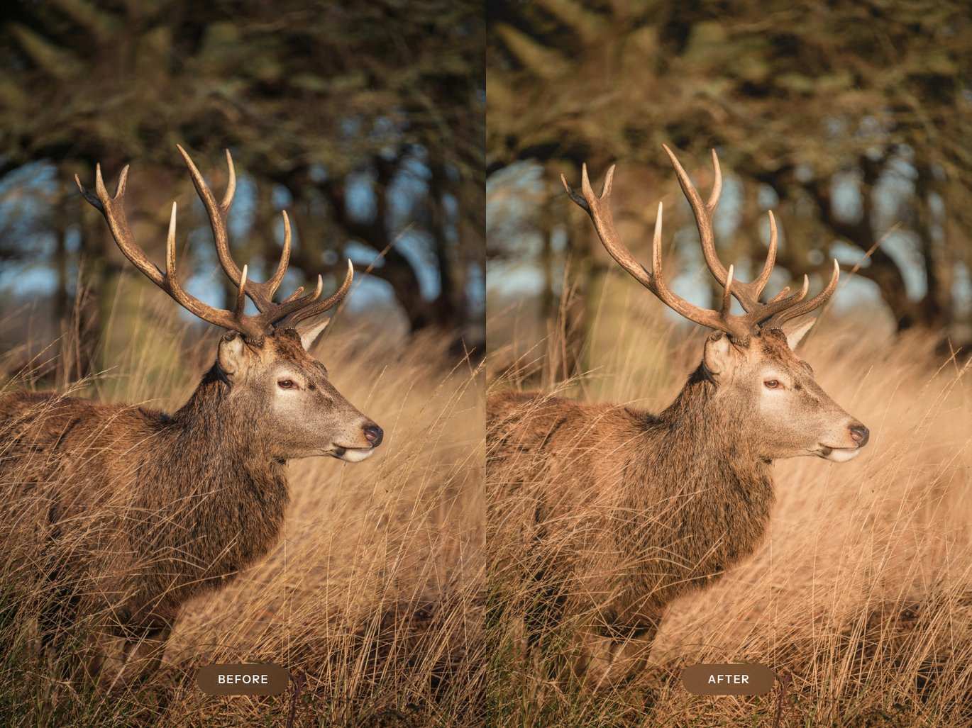 动物摄影效果处理 Lightroom 预设 Wildlife Lightroom Presets插图3 动物摄影效果处理 Lightroom 预设 Wildlife Lightroom Presets