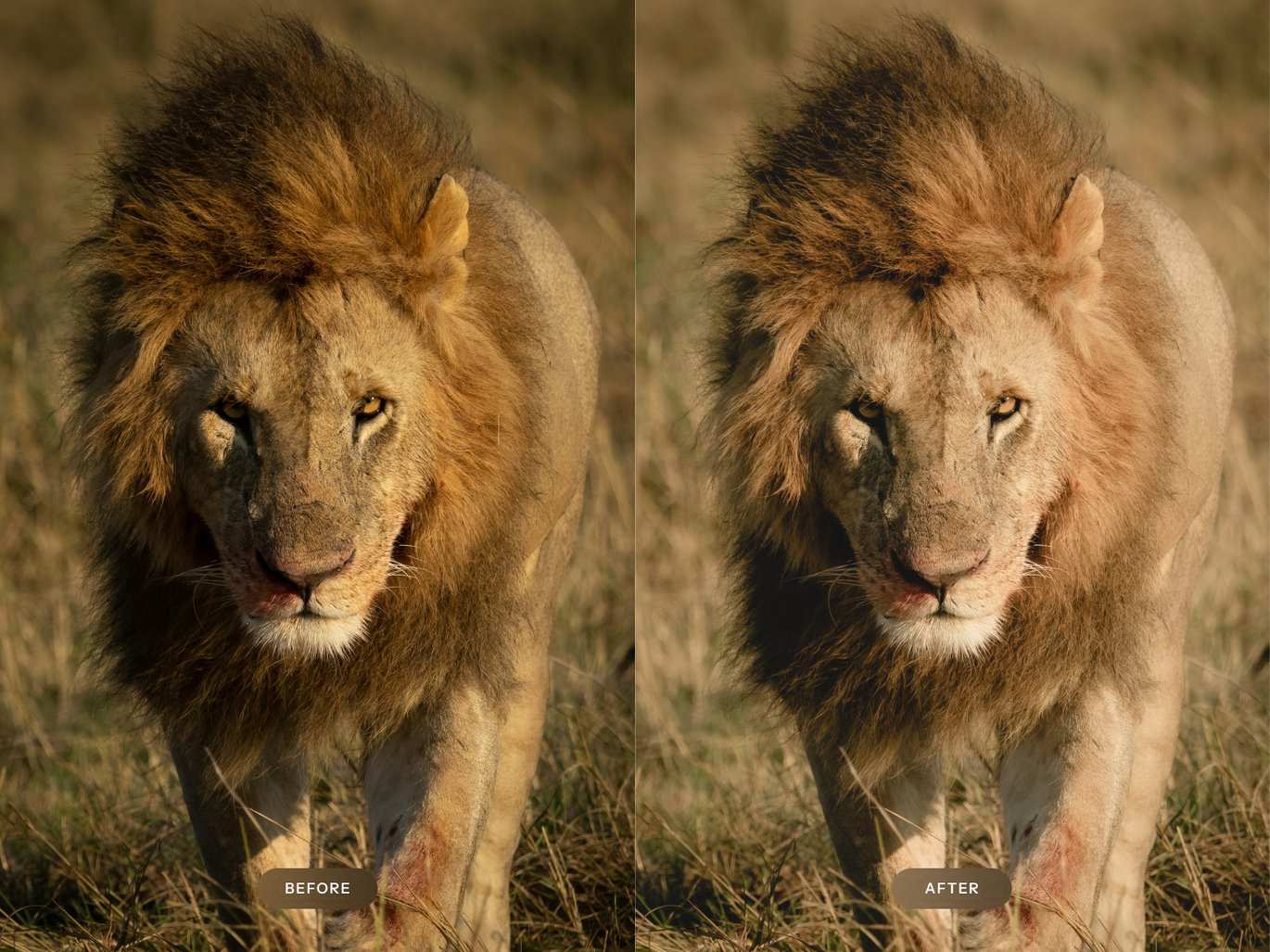 动物摄影效果处理 Lightroom 预设 Wildlife Lightroom Presets插图2 动物摄影效果处理 Lightroom 预设 Wildlife Lightroom Presets