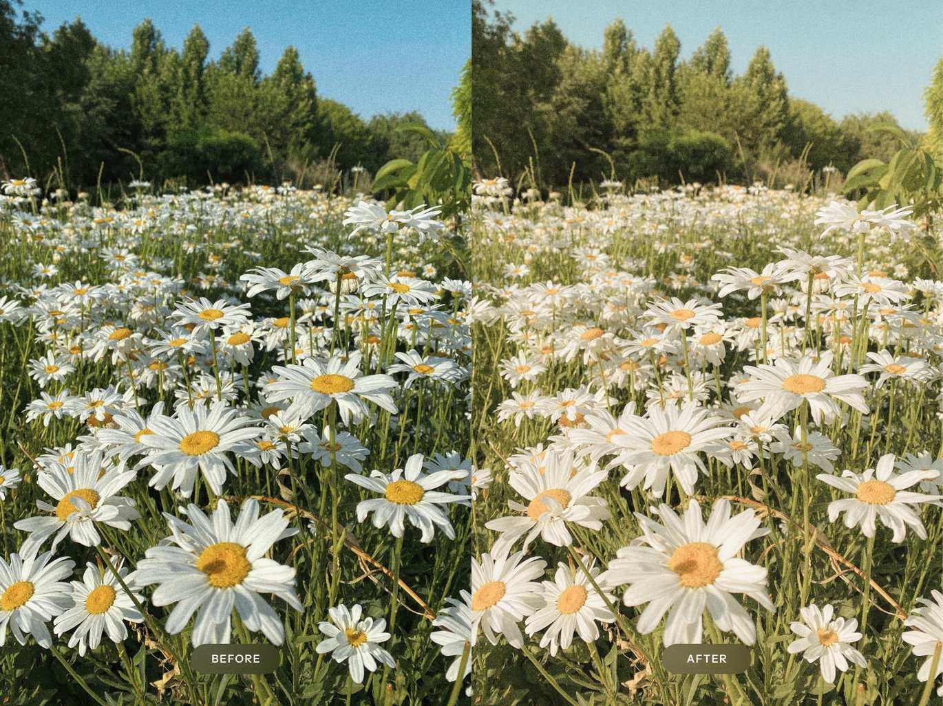 梦幻胶片感效果 Lightroom 预设 Dreamy Film Lightroom Presets插图2 梦幻胶片感效果 Lightroom 预设 Dreamy Film Lightroom Presets