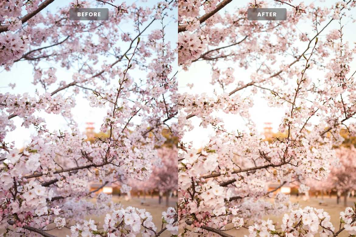 樱花季节氛围照片后期处理 Lightroom 预设和 Photoshop 动作 Sakura Lightroom Presets and Actions插图2 樱花季节氛围照片后期处理 Lightroom 预设和 Photoshop 动作 Sakura Lightroom Presets and Actions