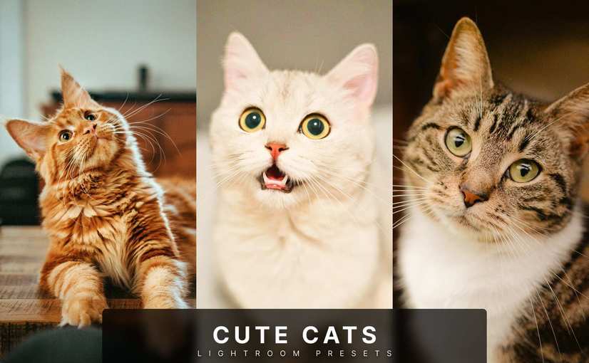 可爱猫咪宠物摄影后期调色 Lightroom 预设和 Photoshop 动作 Cute Cats Lightroom Presets and Actions