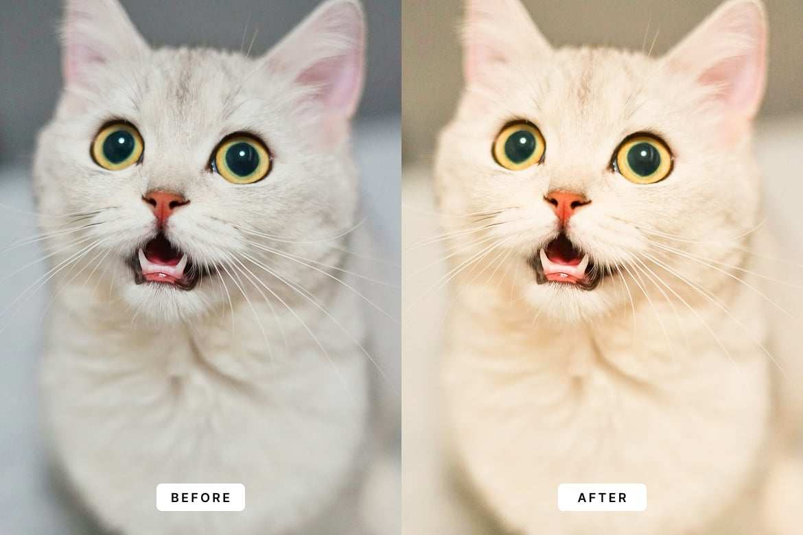 可爱猫咪宠物摄影后期调色 Lightroom 预设和 Photoshop 动作 Cute Cats Lightroom Presets and Actions插图1 可爱猫咪宠物摄影后期调色 Lightroom 预设和 Photoshop 动作 Cute Cats Lightroom Presets and Actions