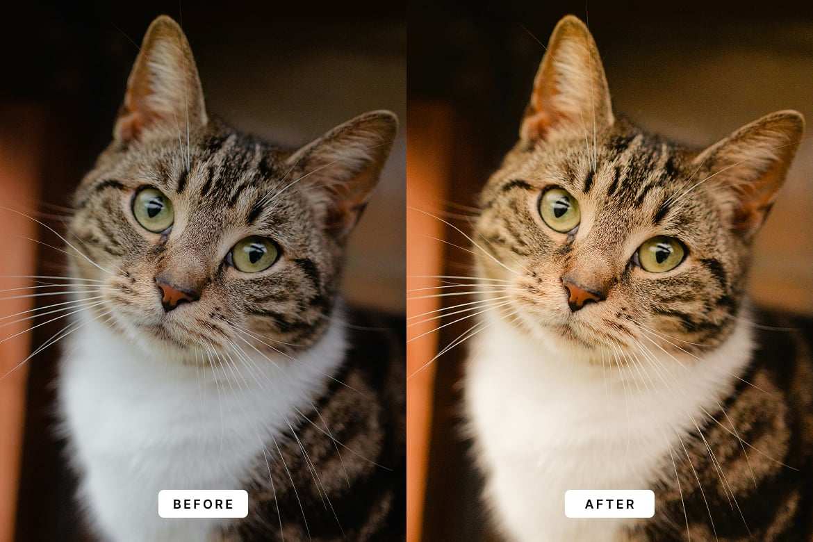 可爱猫咪宠物摄影后期调色 Lightroom 预设和 Photoshop 动作 Cute Cats Lightroom Presets and Actions插图3 可爱猫咪宠物摄影后期调色 Lightroom 预设和 Photoshop 动作 Cute Cats Lightroom Presets and Actions
