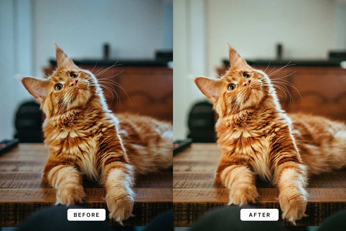 可爱猫咪宠物摄影后期调色 Lightroom 预设和 Photoshop 动作 Cute Cats Lightroom Presets and Actions插图2 可爱猫咪宠物摄影后期调色 Lightroom 预设和 Photoshop 动作 Cute Cats Lightroom Presets and Actions