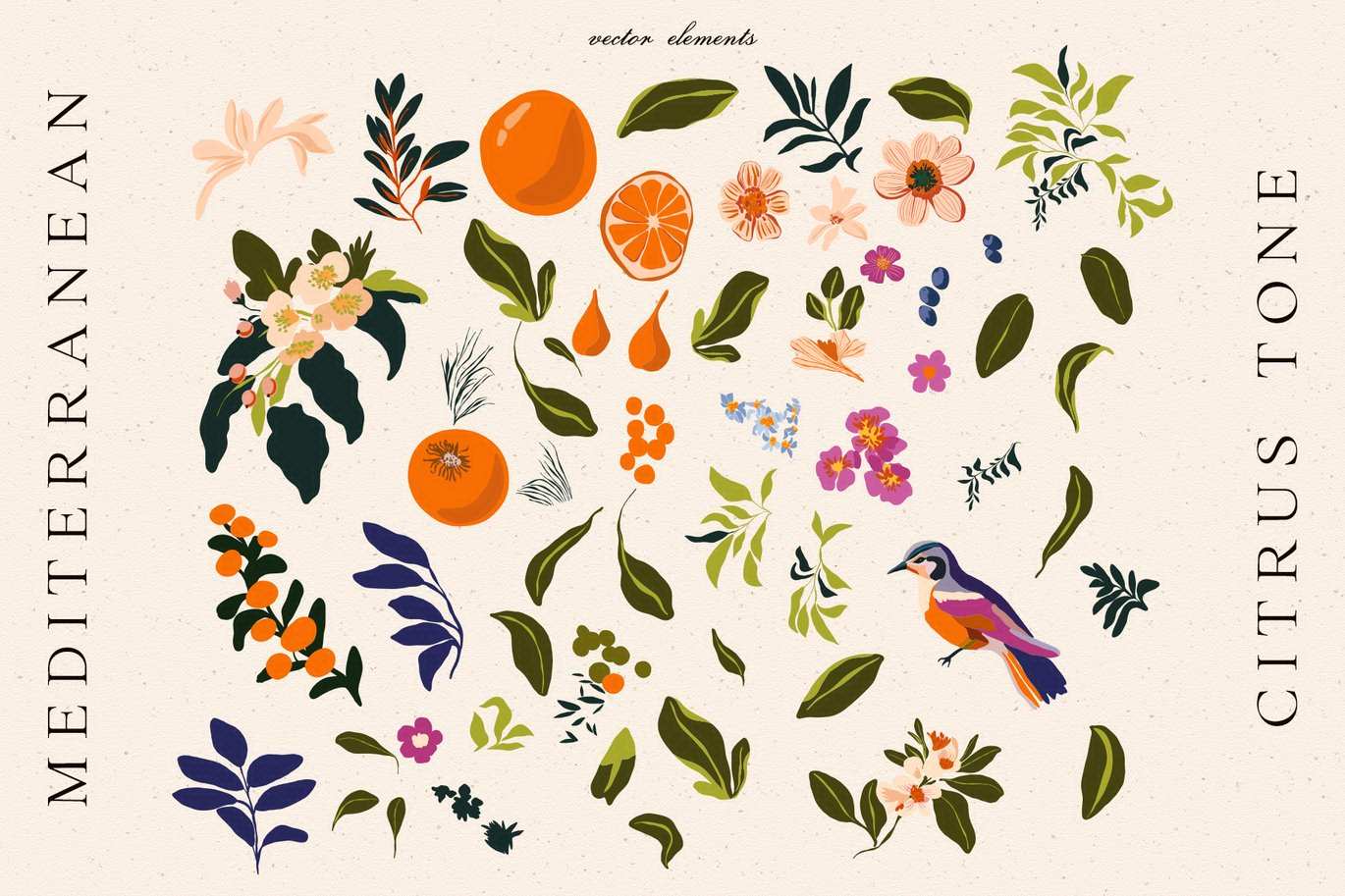 地中海柑橘水果矢量图形集 Mediterranean Citrus Vector Set插图1 地中海柑橘水果矢量图形集 Mediterranean Citrus Vector Set