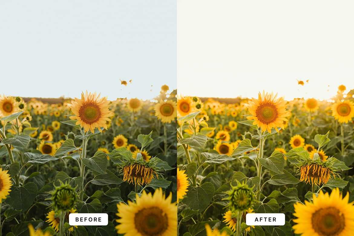 温暖氛围人像Lightroom预设 Warm Vibes Lightroom Presets插图2 温暖氛围人像Lightroom预设 Warm Vibes Lightroom Presets
